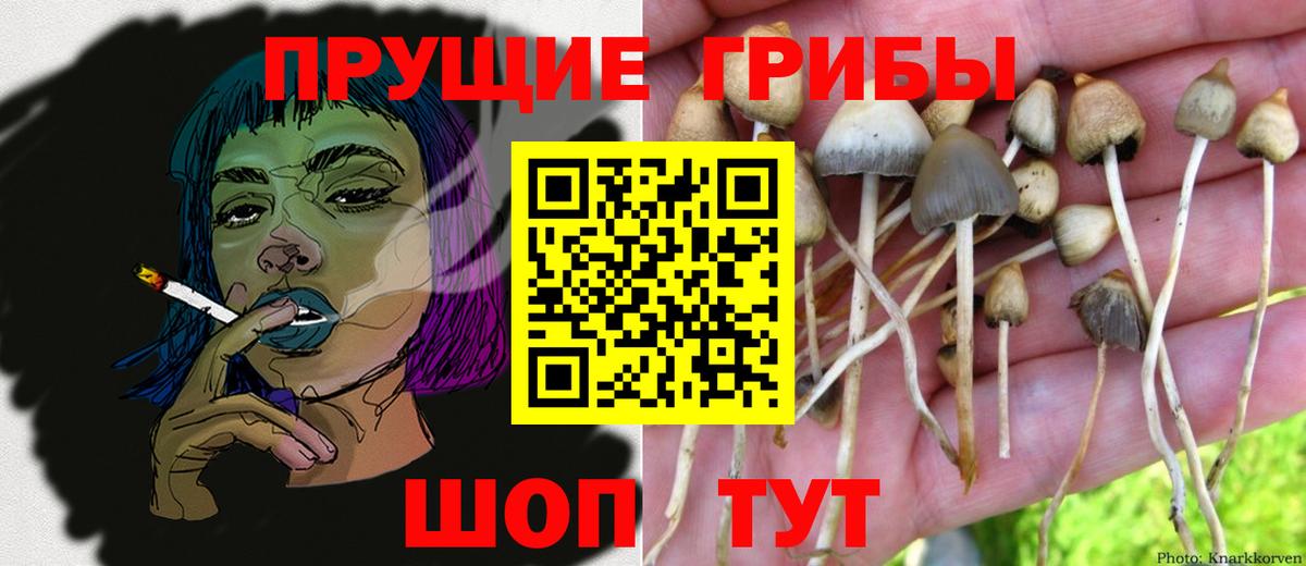 купить   Вход с VPN  Галлюциногенные грибы GOLDEN TEACHER  Полысаево  Псилоцибиновые грибы GOLDEN TEACHER 