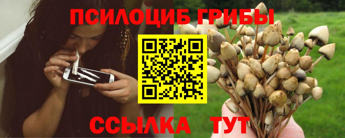 Псилоцибиновые грибы Psilocybine cubensis Полысаево